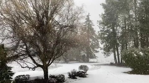 Snow falling - trees and shrubs Stock Footage 145864154