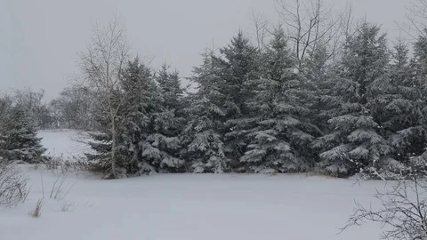 Snow falling with trees in background Stock Footage 77476436