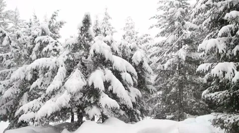 Snow falling with trees on the background. Heavy snowfall during winter Stock Footage 33419977