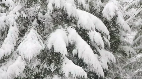 Snow falling with trees on the background. Heavy snowfall during winter Stock Footage 33420044