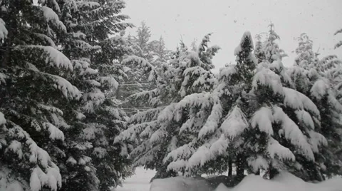 Snow falling with trees on the background. Heavy snowfall during winter Stock Footage 33420147