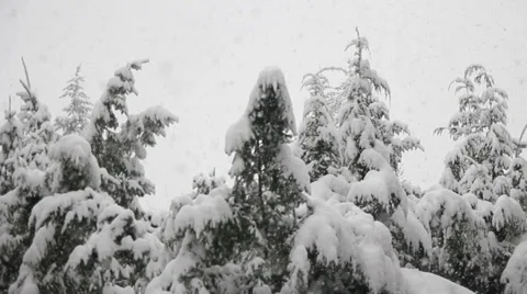 Snow falling with trees on the background. Heavy snowfall during winter Stockbeeldmateriaal 33420171