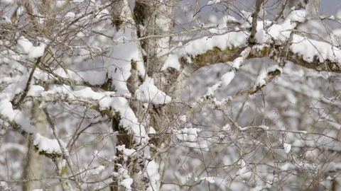 Snow falling from trees on background slow motion Stock Footage 104826322