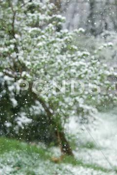 Snow Falling, Trees In Blurred Background