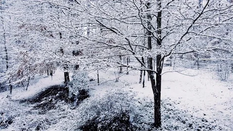 Snow falling at the trees branches at the autumn forest. Winter landscape Stock Footage 125009593