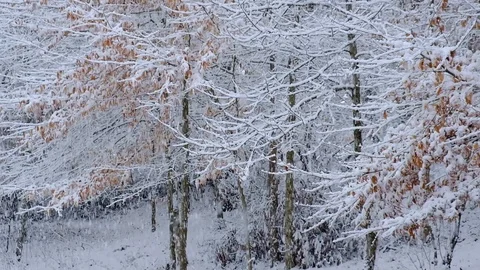 Snow falling at the trees branches at the autumn forest. Winter landscape Stock Footage 125009598
