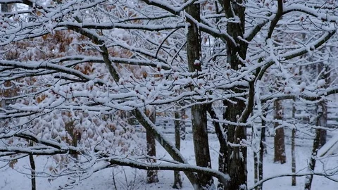 Snow falling at the trees branches at the forest. Winter landscape Stock Footage 124699604