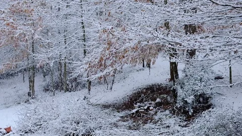 Snow falling at the trees branches at the forest. Winter landscape Stock Footage 124699643