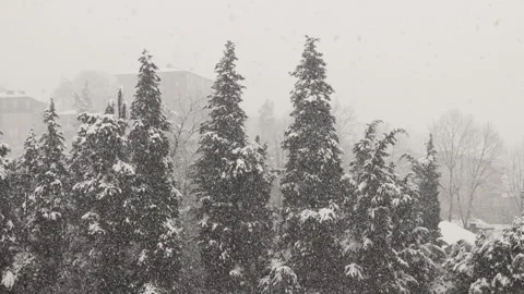 Snow falling on trees covered with snow in city park Stock Footage 151377594