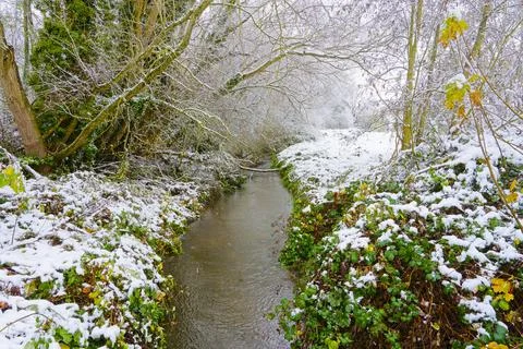 Snow falling from trees drops in to a shallow woodland stream. Stock Photos