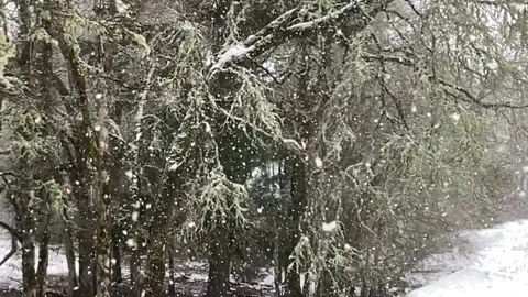 Snow falling -trees at field's edge Stock Footage 145864089