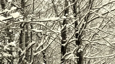 Snow Falling From Trees Stock Footage 1085042
