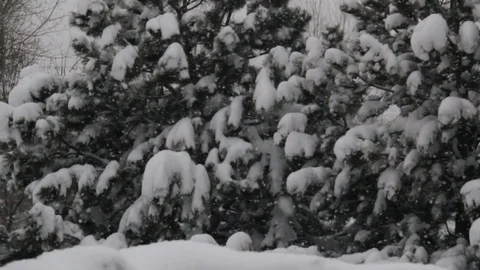 Snow falling on trees Stock Footage 78451038