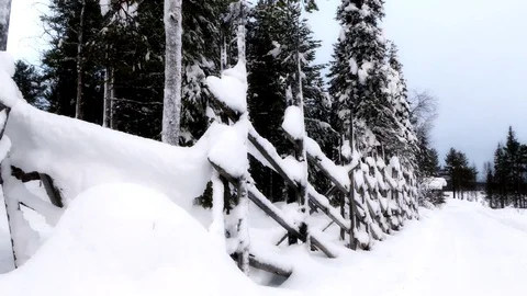 Snow falling from trees Stock Footage 82829911