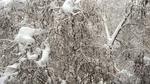 Snow falling on the trees Stock Footage 99850738