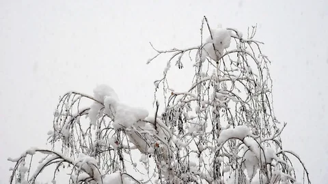 Snow falling on the trees Stock Footage 99851405