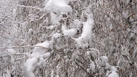 Snow falling on the trees Stock Footage 99852543