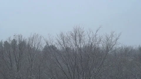 Snow falling on the trees in the forest Stock Footage 292237830