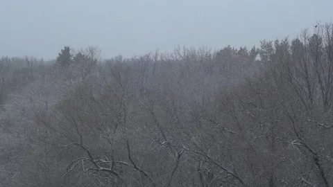 Snow falling on the trees in the forest Stock Footage 292237834