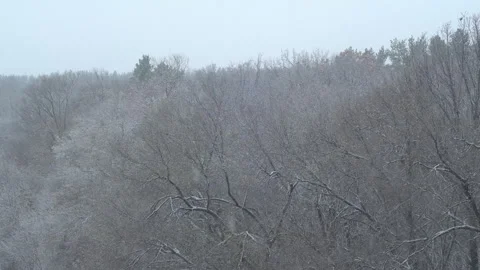 Snow falling on the trees in the forest Stock Footage 292238064