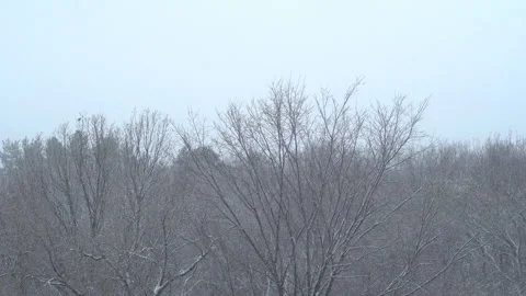 Snow falling on the trees in the forest Stock Footage 292238082