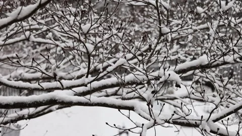 Snow falling trees forest nature back yard patio frost ice frozen winter scene Stock Footage 300888100