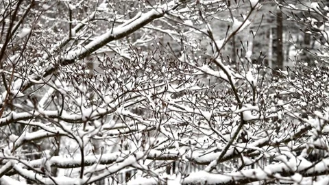 Snow falling trees forest nature back yard patio frost ice frozen winter scene Stock Footage 300888670