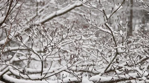 Snow falling trees forest nature back yard patio frost ice frozen winter scene Stock Footage 300888674