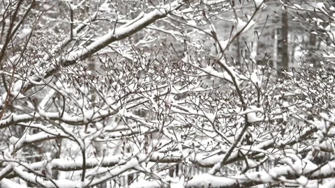 Snow falling trees forest nature back yard patio frost ice frozen winter scene Stock Footage 300888697