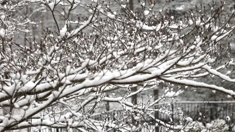 Snow falling trees forest nature back yard patio frost ice frozen winter scene Stock Footage 300889426