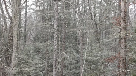Snow falling trees forest nature back yard patio frost ice frozen winter scene Stock Footage 300892362