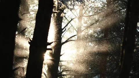 Snow falling off the trees in front of the beautiful gold sun Stock Footage 261975805