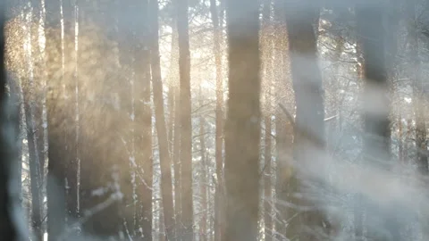 Snow falling off the trees in front of the beautiful gold sun Stock Footage 261976228