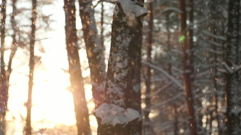 Snow falling off the trees in front of the gold sun Vídeos de archivo 226123830