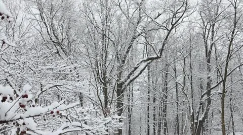 Snow Falling On Trees HD Stock Footage 10681381