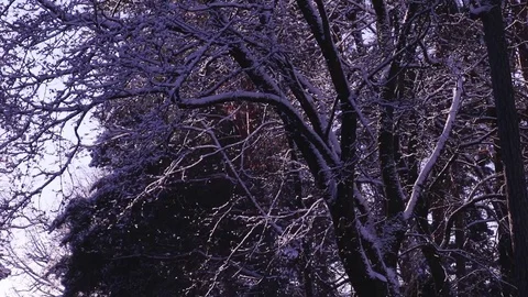 Snow Falling On Trees HD Stock Footage 70724512