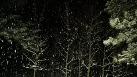 Snow falling on trees at night Stock Footage 306413156