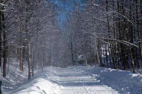 Snow falling from trees Stock Photos