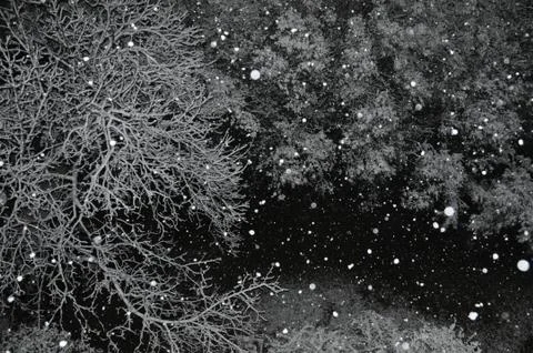 Snow falling trees Stock Photos