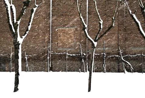 The snow falling on the trees Stock Photos