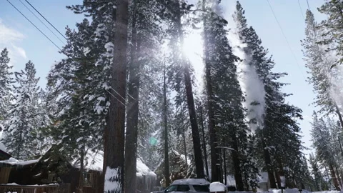 Snow falling from trees SLOMO 4k Stock Footage 235637892