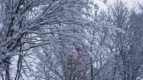 Snow falling at the trees in slow motion is beautiful winter season views Stock-Footage 148262964