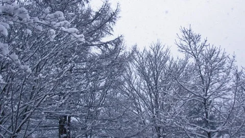 Snow falling at the trees in slow motion is beautiful winter season views Stock-Footage 148263007