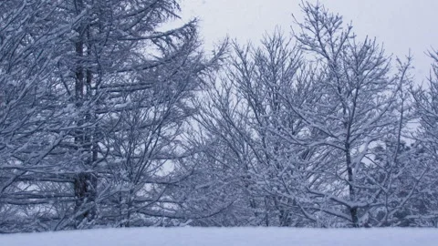 Snow falling at the trees in slow motion is beautiful winter season views Stock Footage 148263521
