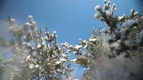 Snow falling from the trees in slow motion Video stock 231559107