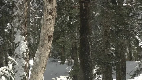 Snow Falling from Trees with Snow-Capped Mountain Peak Landscape in Japan Video stock 345031077