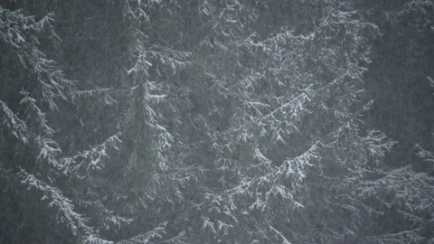 Snow falling on trees in winter forest. Magical white landscape Stock Footage 144424389