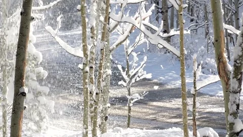 Snow falling from trees in a winter forest Stock Footage 305524590