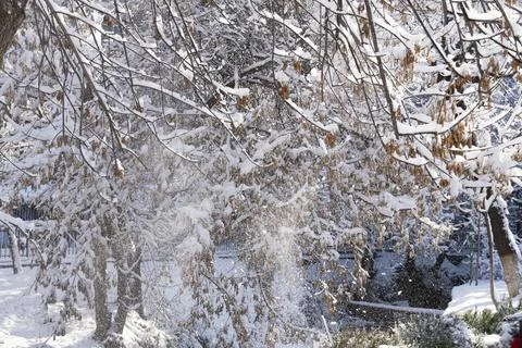 Snow Falling on Trees in Winter Park Stock Photos