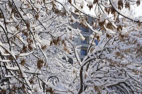 Snow Falling on Trees in Winter Park Stock Photos